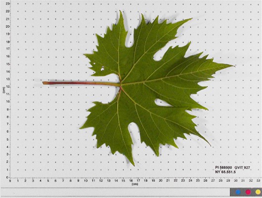 Click for 5 image(s) for this accession. LEAF