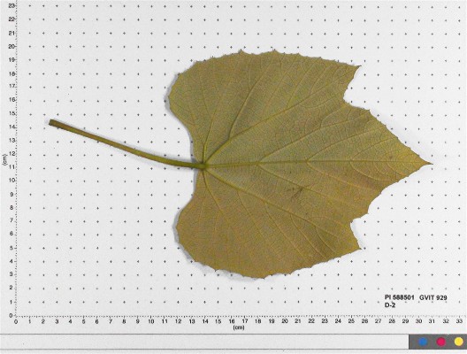 LEAF