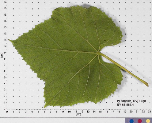 LEAF