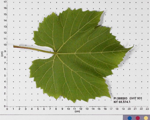 LEAF
