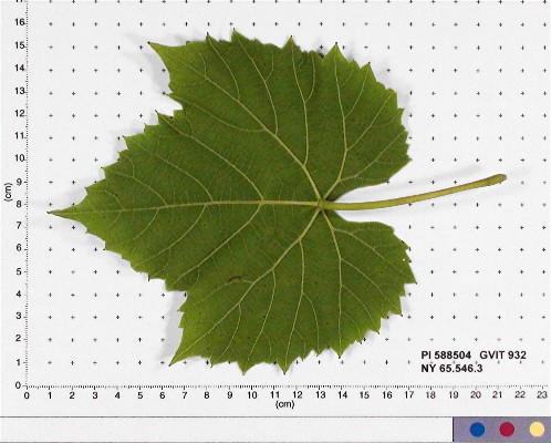 LEAF