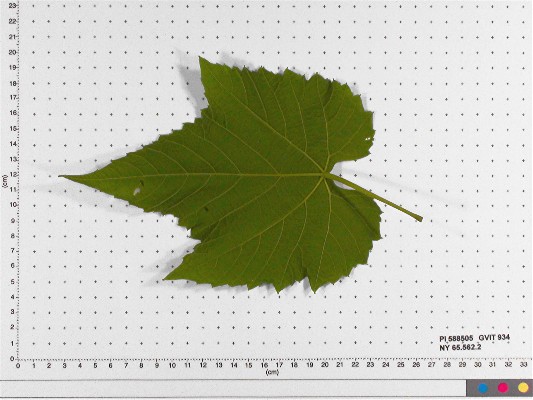 Click for 6 image(s) for this accession. LEAF