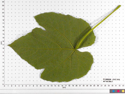 LEAF