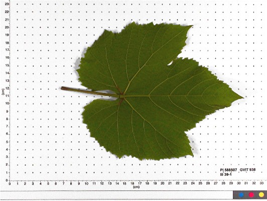 LEAF