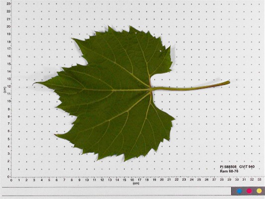 LEAF