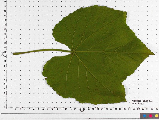 Click for 6 image(s) for this accession. LEAF