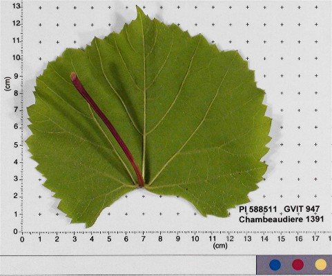 LEAF