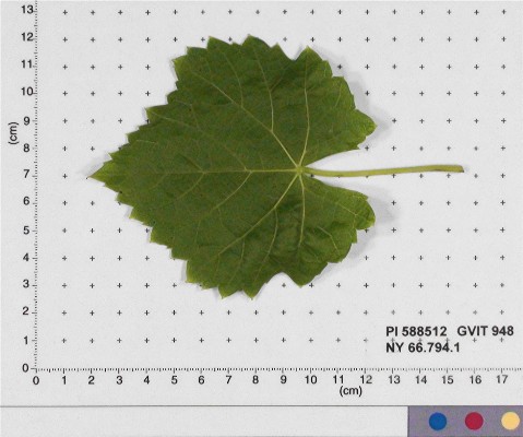 LEAF
