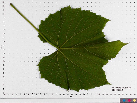 LEAF