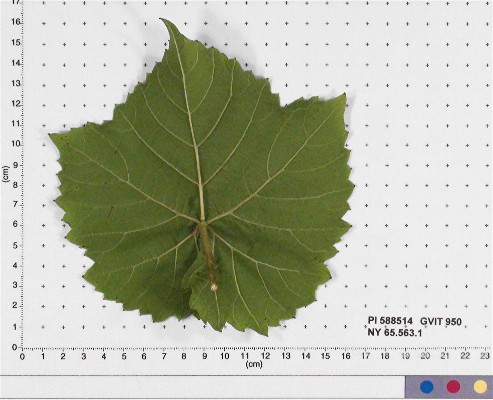 Click for 6 image(s) for this accession. LEAF