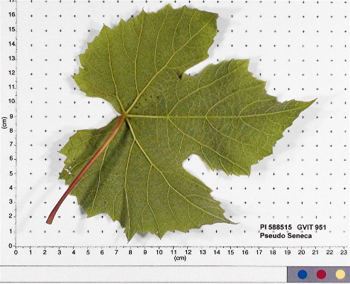 LEAF