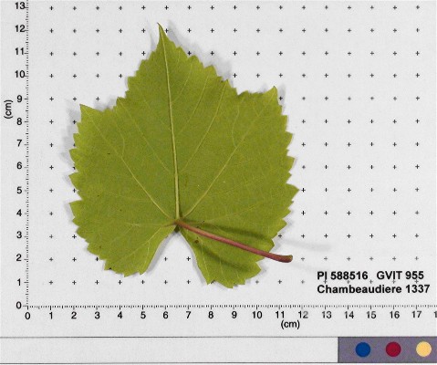 LEAF