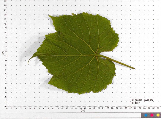 Click for 8 image(s) for this accession. LEAF