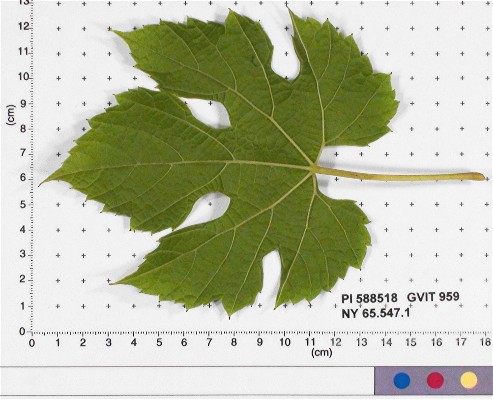 LEAF