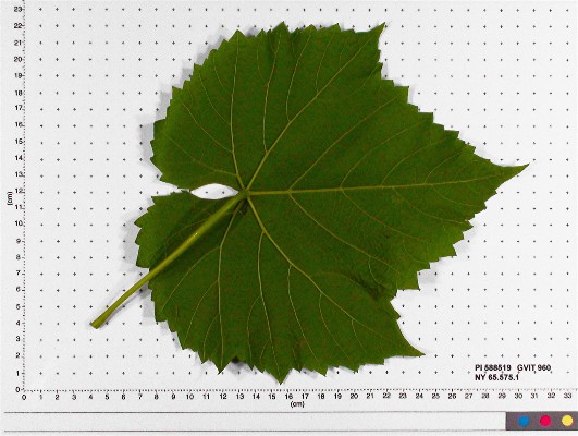 Click for 5 image(s) for this accession. LEAF