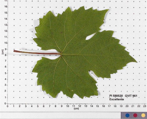 LEAF