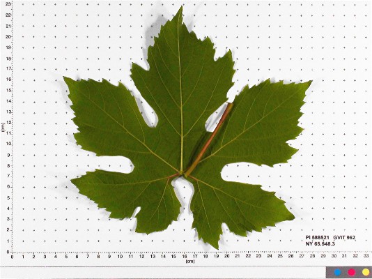 LEAF