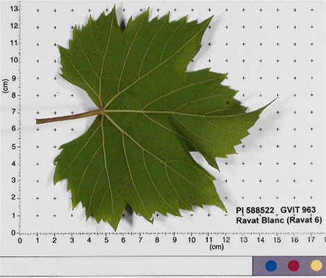 LEAF