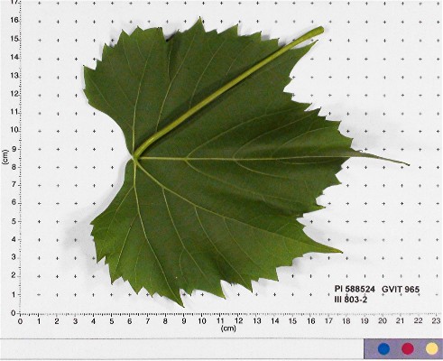 Click for 6 image(s) for this accession. LEAF