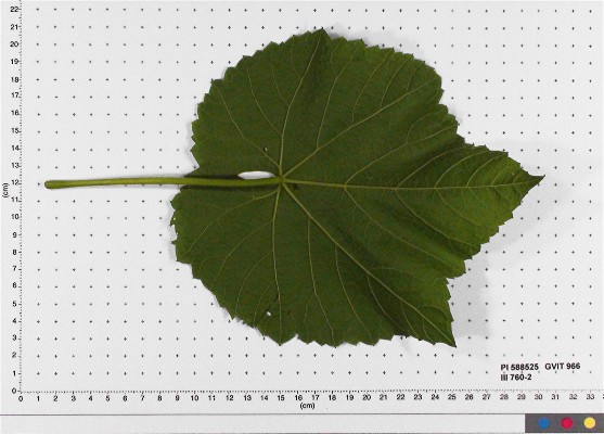 Click for 5 image(s) for this accession. LEAF
