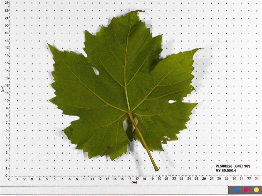 LEAF