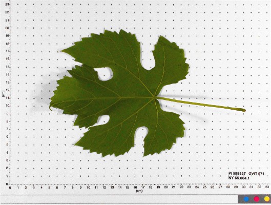 Click for 4 image(s) for this accession. LEAF