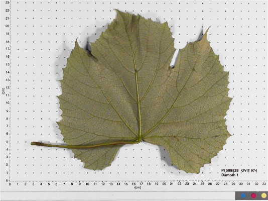 LEAF