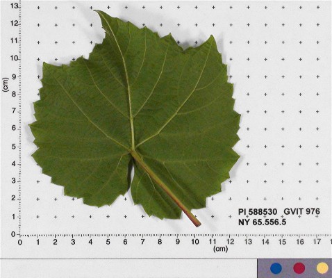 Click for 6 image(s) for this accession. LEAF