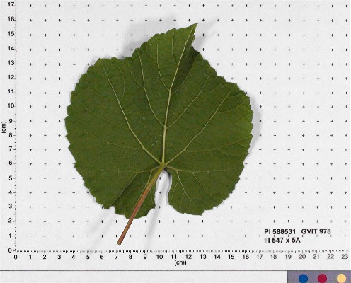 LEAF