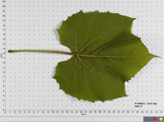 LEAF