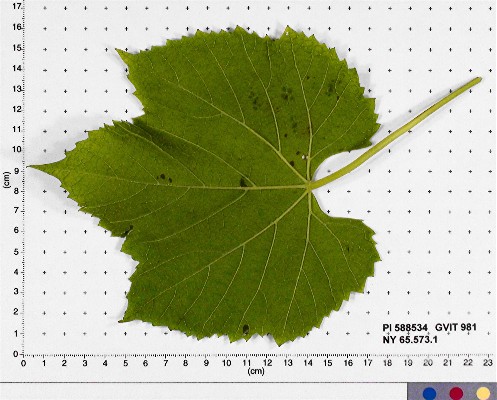 Click for 8 image(s) for this accession. LEAF