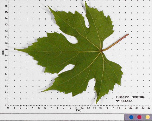 LEAF