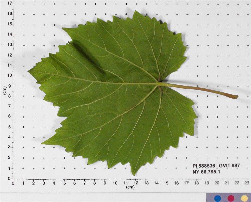 LEAF