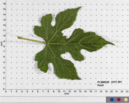 Click for 4 image(s) for this accession. LEAF