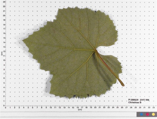 LEAF