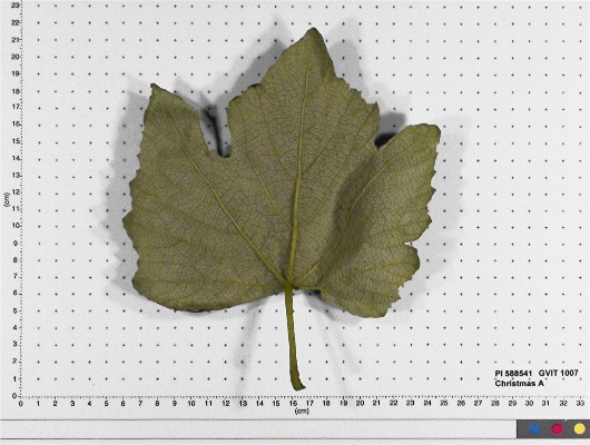 LEAF