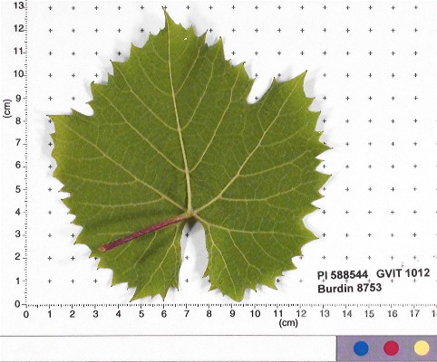 LEAF