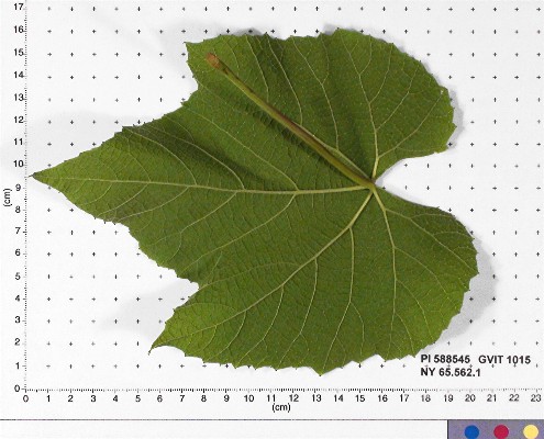 Click for 6 image(s) for this accession. LEAF