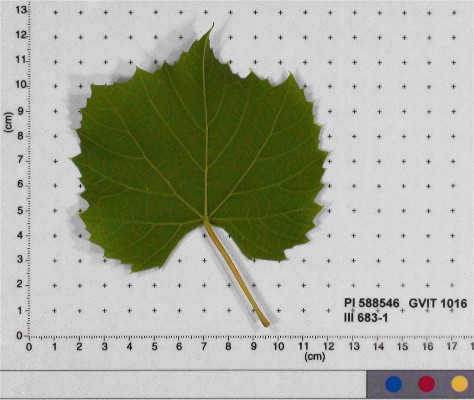 LEAF