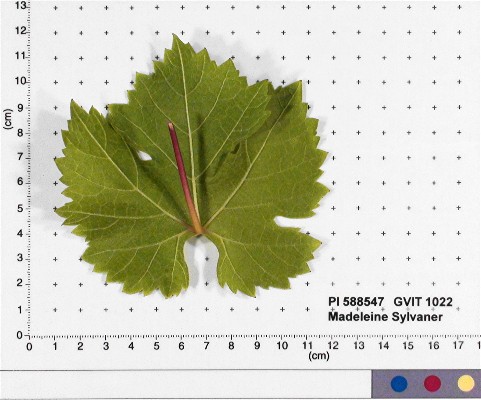 LEAF