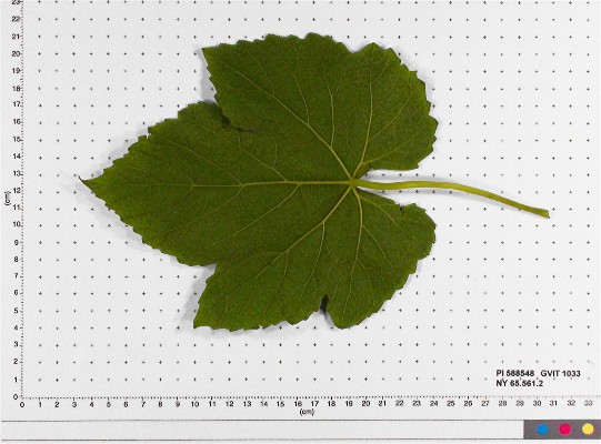LEAF