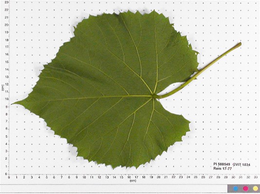 LEAF