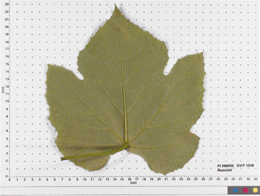 LEAF