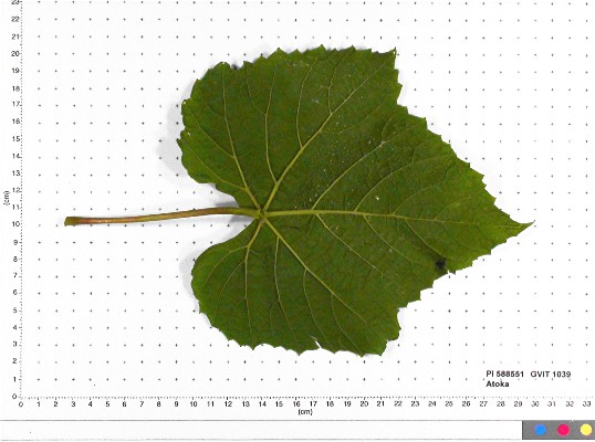 LEAF