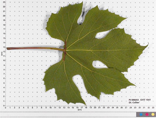 LEAF