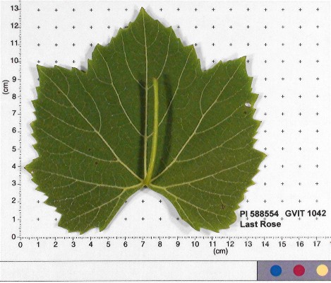 LEAF