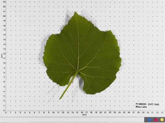 LEAF
