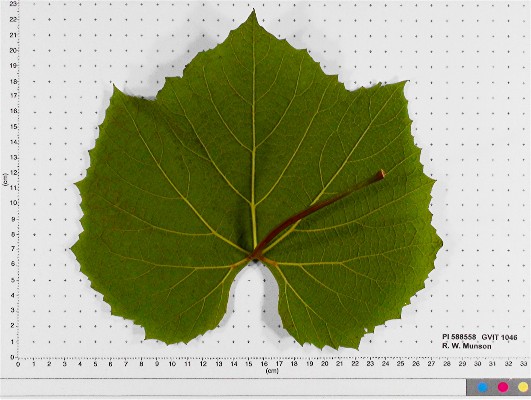 LEAF