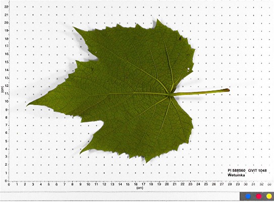 LEAF