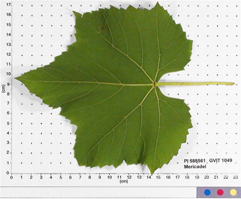 LEAF